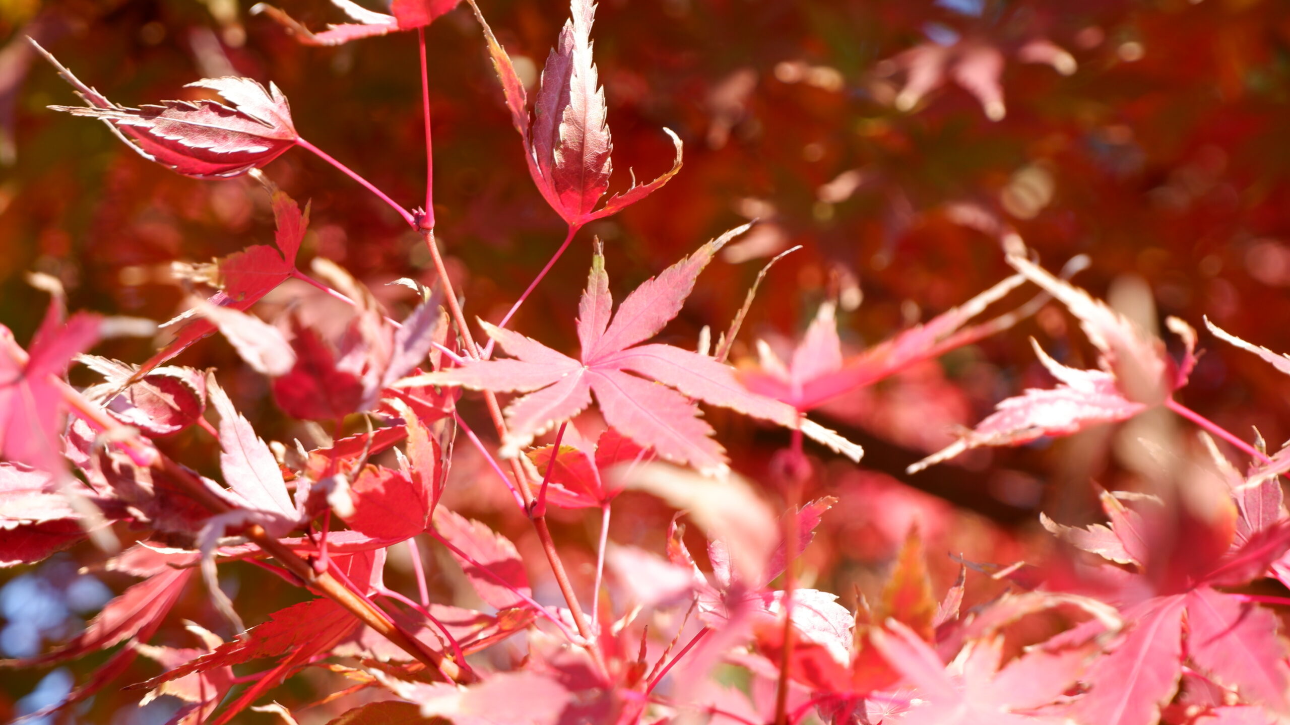 鎌倉の紅葉