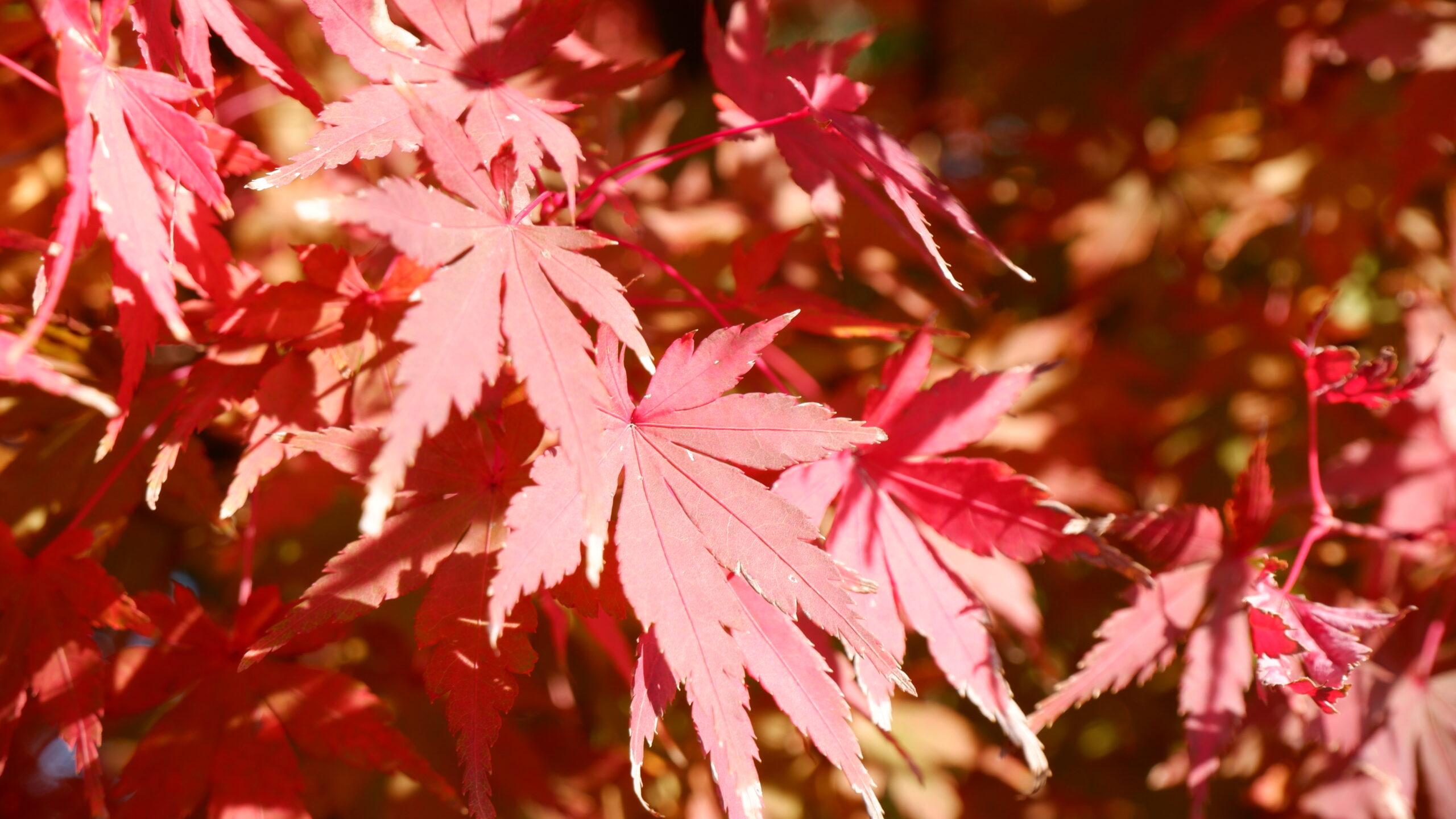 鎌倉の紅葉、秋